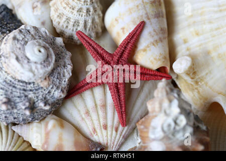 Noch immer leben Foto schön bunt gemischte Muscheln. Schöne Souvenirs aus einem tropischen Urlaub am Meer. Makro Bild mit Farben. Stockfoto