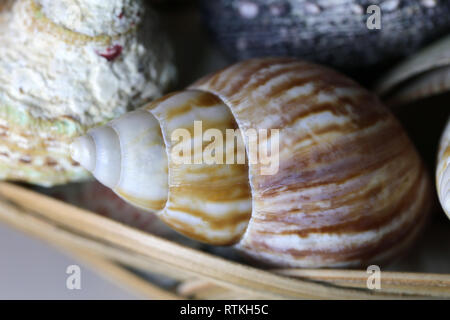 Noch immer leben Foto von einer schönen Muschel auf einem weißen Tisch. Schönes Souvenir von einem Urlaub am Meer. Makro Bild mit Farben. Stockfoto