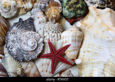 Noch immer leben Foto schön bunt gemischte Muscheln. Schöne Souvenirs aus einem tropischen Urlaub am Meer. Makro Bild mit Farben. Stockfoto