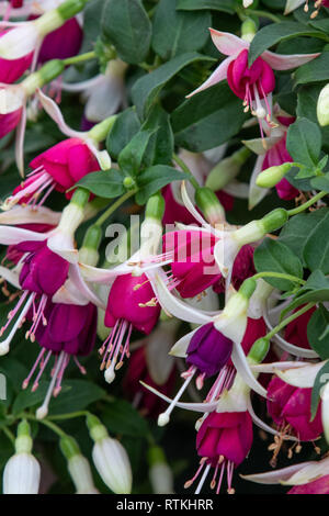 Fuchsia (Hermiena) in voller Blüte Stockfoto