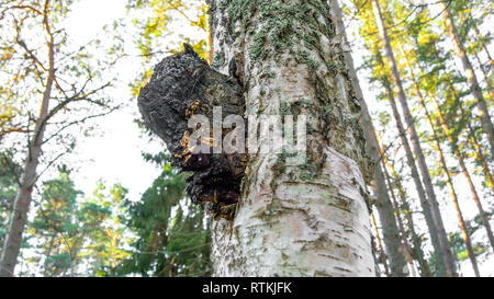 Eine schwarze chaga Pilz auf eine Birke. Inonotus obliquus allgemein als chaga Pilz bekannt ist ein Pilz in Hymenochaetaceae Familie. Es ist parasitäre auf Stockfoto