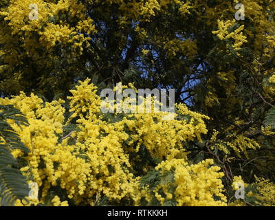 Zahlreiche gelbe Wildblumen am Anfang des Frühlings eingefangen, bei Tageslicht, eingetaucht und in der Mitte dieser vielen schönen Blumen unter Wasser Stockfoto