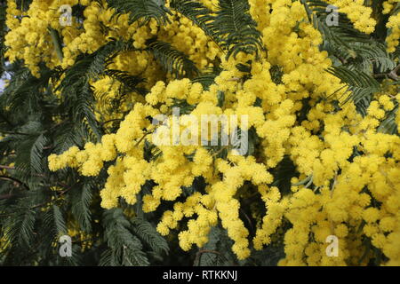 Zahlreiche gelbe Wildblumen am Anfang des Frühlings eingefangen, bei Tageslicht, eingetaucht und in der Mitte dieser vielen schönen Blumen unter Wasser Stockfoto