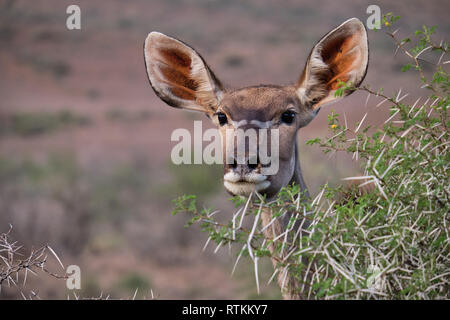 Kopf geschossen Porträt einer Frau mehr Kudu (Tragelaphus strepsiceros) Staircase Niederlassung einer Akazie Bush Stockfoto