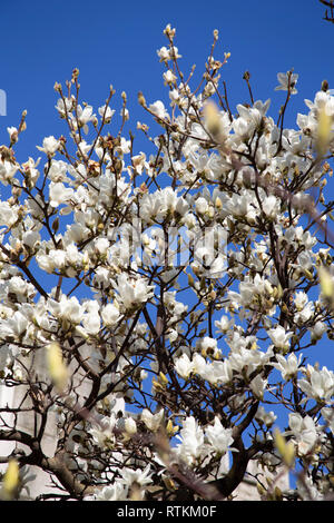 Spring Blossom in London gegen den blauen Himmel. Saisonale Wetter. Stockfoto