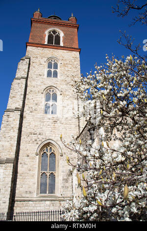 St Giles-without-Cripplegate, Barbican, mit Spring Blossom. Stockfoto