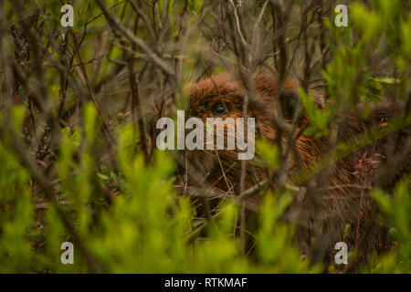 Nordamerikanische Biber (Castor canadensis) blickt durch die süssen Gale Büsche Stockfoto