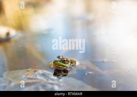 Green Frog (Rana clamitans) im Wasser Stockfoto