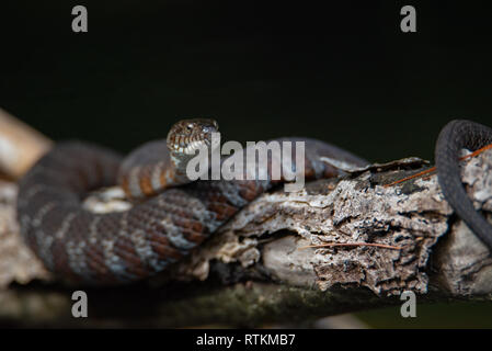 Juvenile nördlichen Wasser Schlange (Nerodia sipedon) Aalen auf einem Zweig Stockfoto