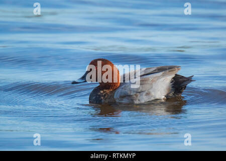 Nahaufnahme eines männlichen Gemeinsame pochard Aythya ferina Enten schwimmen im blauen Wasser Stockfoto