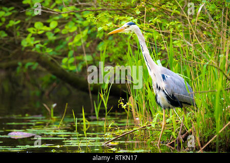 Great Blue Heron (Ardea herodias) auf der Suche nach Lebensmittel in Wasser Stockfoto