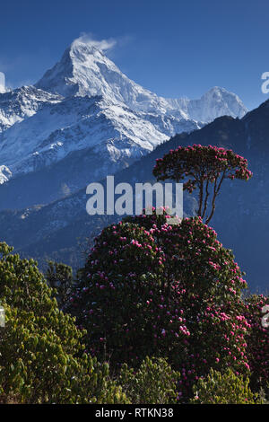 Blick vom Poon Hill in der Annapurna Region Nepal Stockfoto