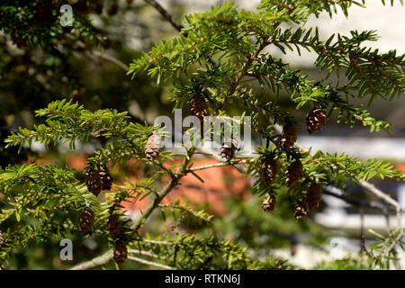 Junge Kalifornien Redwood Tree Makroaufnahme in der Frühlingssonne, Sequoia sempervirens immergrüne Baum mit neuen Triebe und die Kegel im frühen Frühjahr Stockfoto