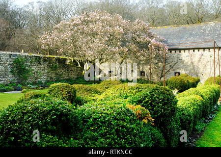 Box Absicherung zeigt erste Anzeichen der Box blight mit einem blühenden Magnolia im Hintergrund - Johannes Gollop Stockfoto