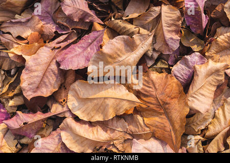 Stapel der gefallenen Herbst getrocknete Blätter für Hintergrund Stockfoto