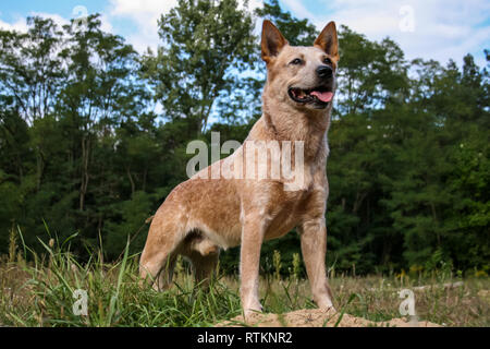 Australian Cattle Dog Stockfoto