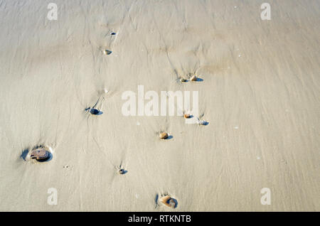 Strand Steine werden aufgedeckt, wie die Flut bewegt sich, Goleta, CA. Stockfoto