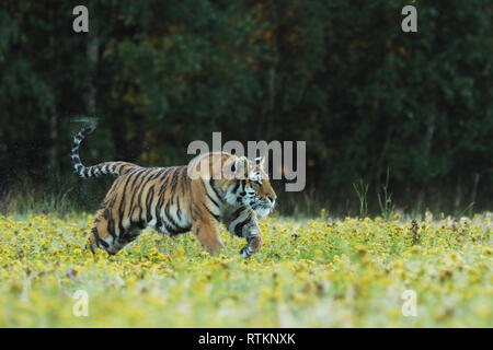 Tiger mit rosa und gelben Blüten. Sibirische Tiger im schönen Lebensraum - Pathera tigris altaica Stockfoto