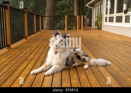 Issaquah, Washington. Fünf Monate alte blaue Meryl Rough Collie liegend auf einer Holzterrasse. (PR) Stockfoto