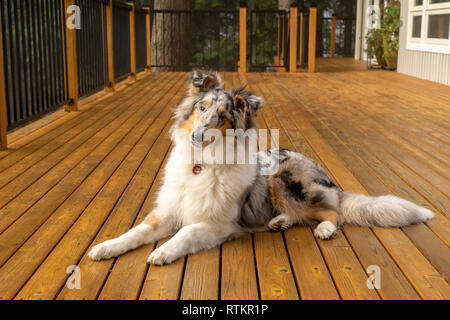 Issaquah, Washington. Fünf Monate alte blaue Meryl Rough Collie liegend auf einer Holzterrasse. (PR) Stockfoto