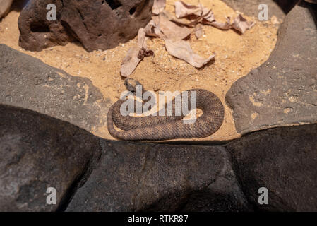 Northern Death Adder (Acanthophis praelongus) ist eine giftige Schlange Stockfoto