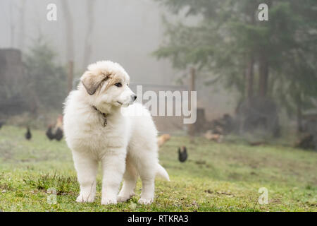 Issaquah, Washington, USA. 10 Wochen alter Great Pyrenees Welpen im barnyard Suchen nachdenklich an einem nebligen Tag mit Hühnern im Hintergrund. Stockfoto