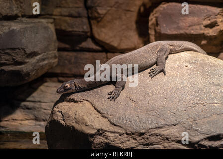 Mertens Wasser Monitor (Varanus mertensi) Stockfoto