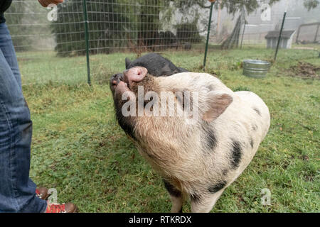 Issaquah, Washington, USA. Julianna mini Schwein und Vietnamese Pot bellied pig Betteln für Erdnüsse aus ihren Besitzer. (PR) (MR) Stockfoto