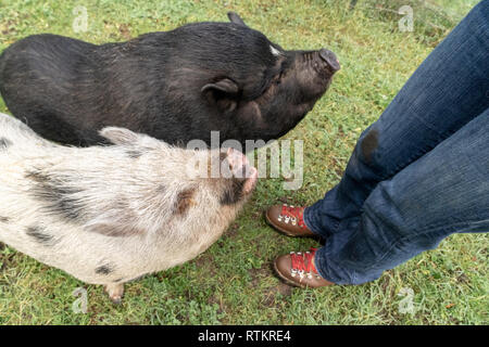 Issaquah, Washington, USA. Julianna mini Schwein und Vietnamese Pot bellied pig Betteln für Erdnüsse aus ihren Besitzer. (PR) (MR) Stockfoto