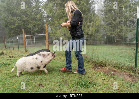 Issaquah, Washington, USA. Julianna mini Schwein und Vietnamese Pot bellied pig Betteln für Erdnüsse aus ihren Besitzer. (PR) (MR) Stockfoto