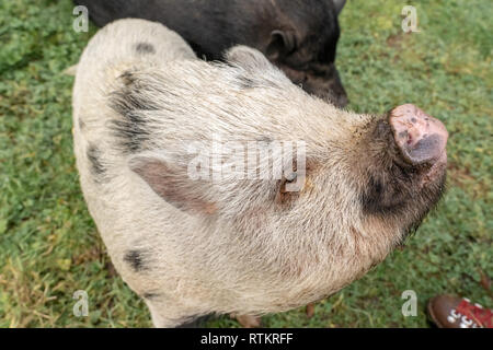 Issaquah, Washington, USA. Julianna mini Schwein mit seine Schnauze in die Luft. Bitten um mehr Erdnüsse. (PR) Stockfoto