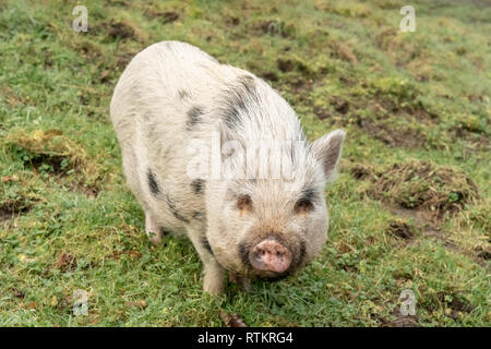 Issaquah, Washington, USA. Julianna mini Schwein mit seine Schnauze in die Luft. (PR) Stockfoto