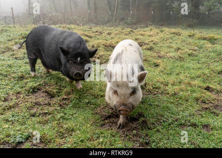 Issaquah, Washington, USA. Julianna mini Schwein und Vietnamese Pot bellied Pig im barnyard an einem nebligen Tag. (PR) Stockfoto