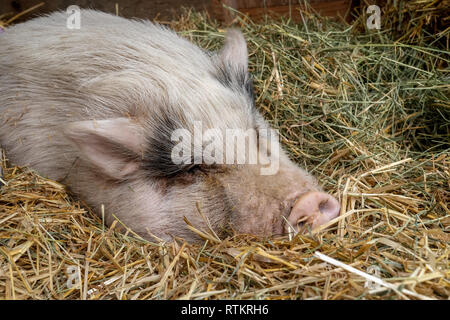 Issaquah, Washington, USA. Porträt einer Rosa Pot-bellied Pig teilweise im Stroh eine Pause. (PR) Stockfoto