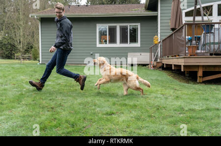 Issaquah, Washington, USA. Neun Monate alten Golden Retriever "Aspen" jagen nach ihrem Besitzer Wer hat den Ball, über nasses Gras, Kotzte Wassertropfen Stockfoto