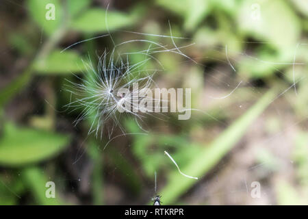 Löwenzahn Kopf auf einem Spider web, Detail Hintergrund Stockfoto