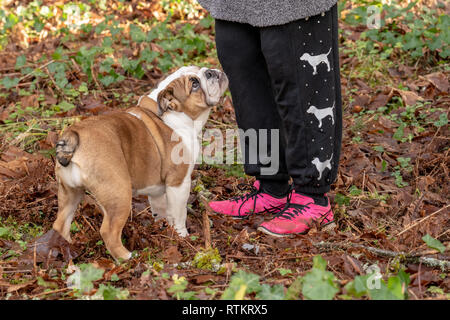 Issaquah, Washington, USA. Sechs Monate alte englische Bulldogge "Petunia" Betteln für Leckereien aus ihrem Besitzer. (PR) Stockfoto