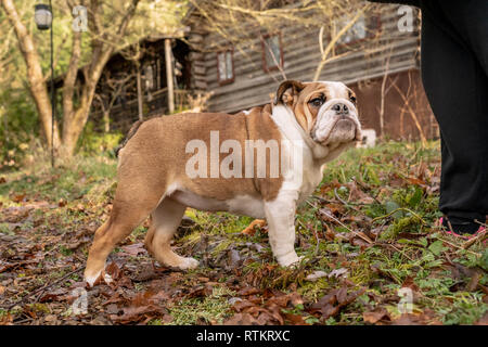 Issaquah, Washington, USA. Sechs Monate alte englische Bulldogge "Petunia" von ihrem Besitzer vor ihren bewaldeten Yard posieren. (PR) Stockfoto