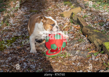 Issaquah, Washington, USA. Sechs Monate alte englische Bulldogge "Petunia" spielen mit einem Ball Sie gerade gefangen. (PR) Stockfoto