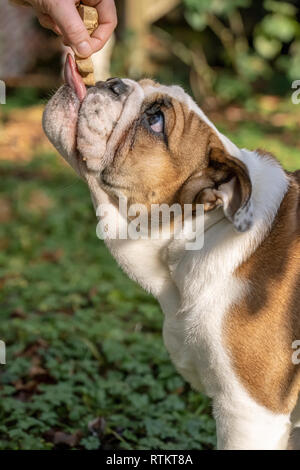 Issaquah, Washington, USA. Frau belohnen Ihre sechs Monate alte englische Bulldogge "Petunia" für die Durchführung eines Befehls. (PR) Stockfoto