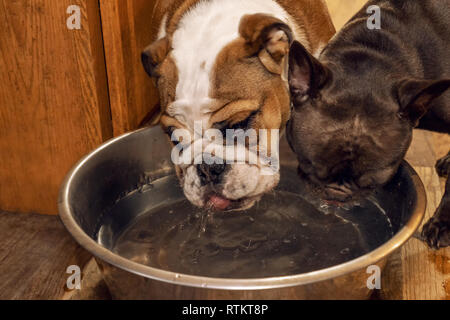 Issaquah, Washington, USA. Sechs Monate alte englische Bulldogge "Petunia" und eine französische Bulldogge 'Peanut' einen Schluck Wasser zusammen. (PR) Stockfoto