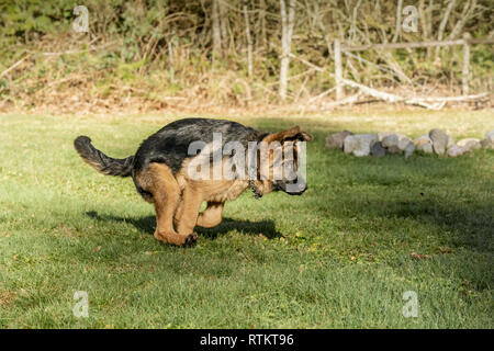 Issaquah, Washington, USA. Vier Monate alten deutschen Schäferhund Welpe "Lander" läuft in seinem Hof, nachdem eine Kugel, die geworfen wurde. Stockfoto
