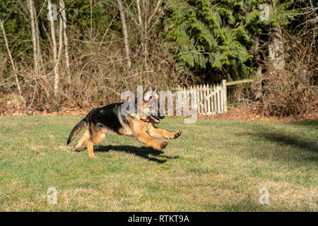 Issaquah, Washington, USA. Vier Monate alten deutschen Schäferhund Welpe "Lander" läuft in seinem Hof, nachdem eine Kugel, die geworfen wurde. Stockfoto