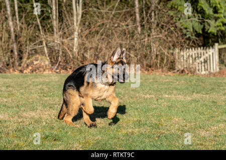 Issaquah, Washington, USA. Vier Monate alten deutschen Schäferhund Welpe "Lander" läuft in seinem Hof, nachdem eine Kugel, die geworfen wurde. Stockfoto