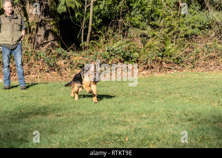 Issaquah, Washington, USA. Vier Monate alten deutschen Schäferhund Welpe "Lander" spielen mit seinem Besitzer, hat gerade eine Kugel geworfen holen. Stockfoto