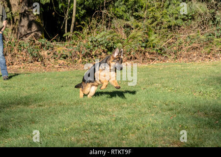 Issaquah, Washington, USA. Vier Monate alten deutschen Schäferhund Welpe "Lander" spielen mit seinem Besitzer, hat gerade eine Kugel geworfen holen. Stockfoto