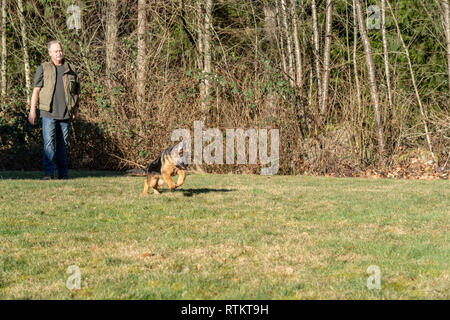 Issaquah, Washington, USA. Mann spielt mit seinen vier Monate alten deutschen Schäferhund Welpe "Lander" Welpen holen. Stockfoto