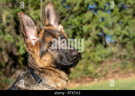 Issaquah, Washington, USA. Porträt eines vier Monate alten deutschen Schäferhund Welpe "Lander". Stockfoto