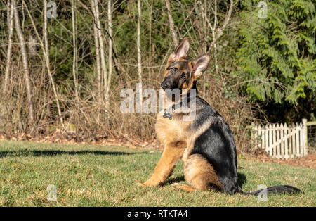 Issaquah, Washington, USA. Vier Monate alten deutschen Schäferhund Welpe "Lander" Umwelt portrait. Stockfoto