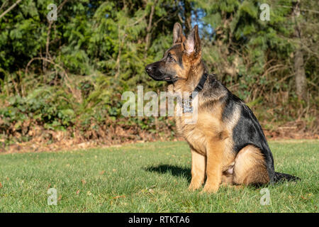 Issaquah, Washington, USA. Vier Monate alten deutschen Schäferhund Welpe "Lander" Umwelt portrait. Stockfoto